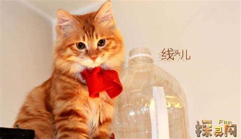 家里进猫|俗话说”猫来穷、狗来富“，家里进猫代表什么预兆？需要注意什么